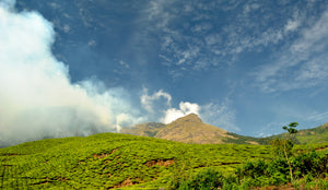 Tasting tea at the highest tea plantation in the world