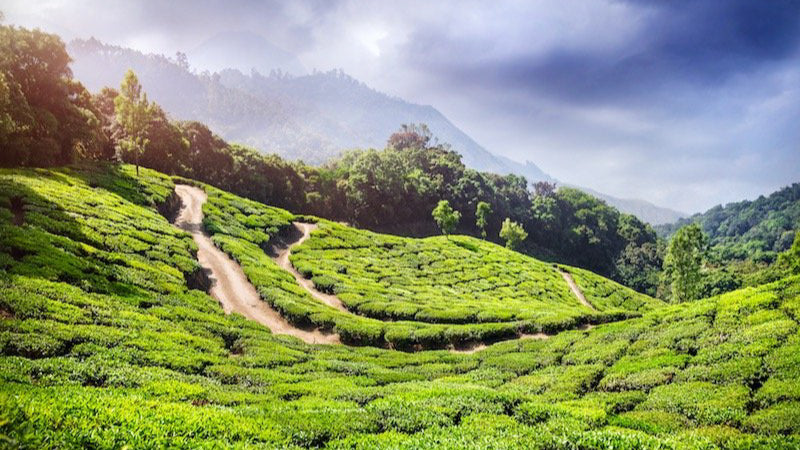 Goomtee Tea Estate: Making the Best Tea is Their Cup of Tea – UDYAN TEA