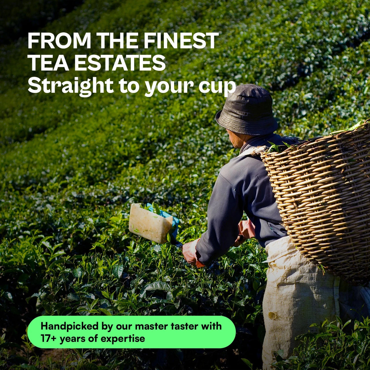 A tea picker at work in a tea garden