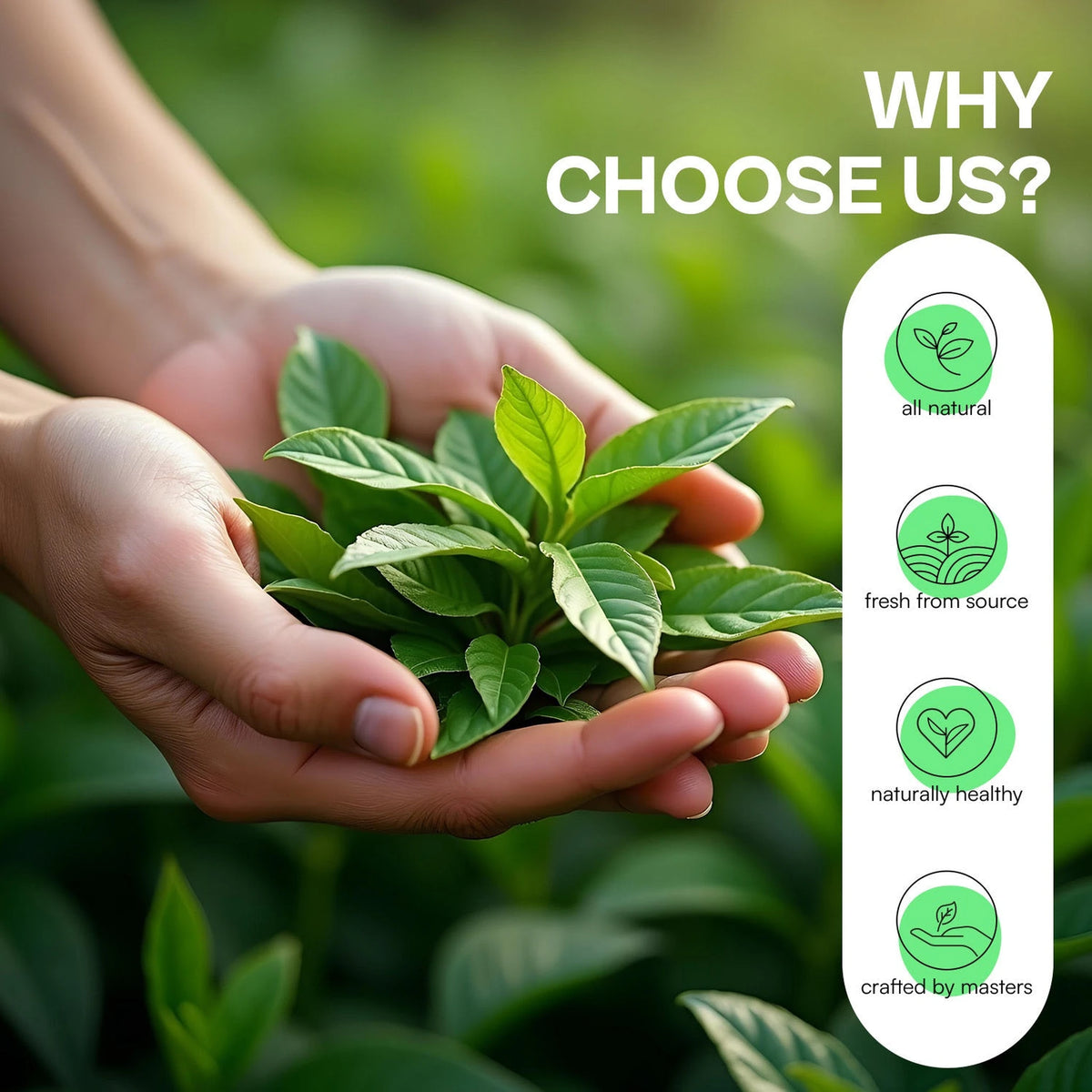 Fresh tea leaves held in two hands, with Udyan Tea's four brand badges
